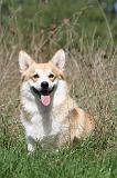 CORGI PEMBROKE 354